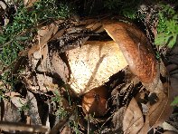 Serruggeri - Leccinum_lepidum_201011121 050.jpg